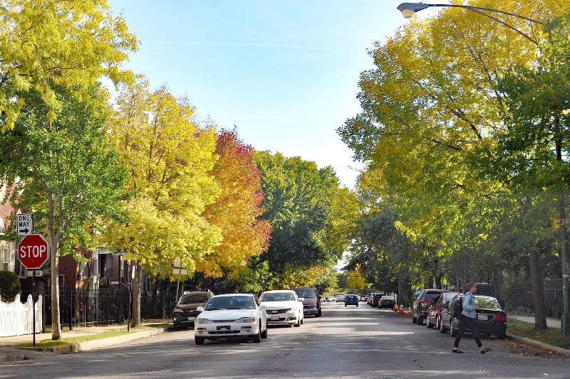 A street lined with colorful trees in Logan Sqaure. 