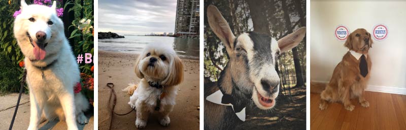 Some of the candidates for Pet Mayor of Edgewater.