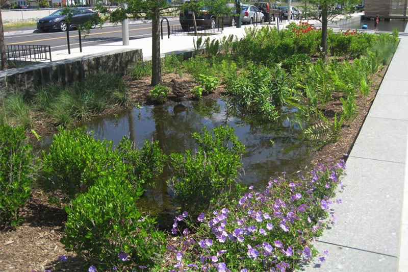 Rain Garden