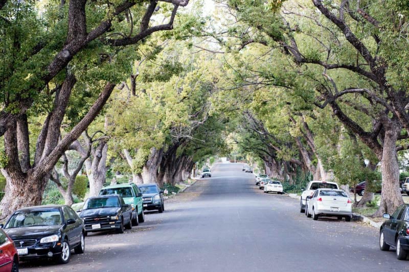 A tree covered residential street in Eagle Rock, LA. 