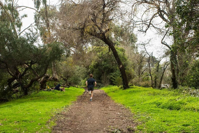 A pathway through Golden Gate Park on the south side of Outer Richmond. 