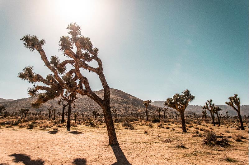 Joshua Tree National Park