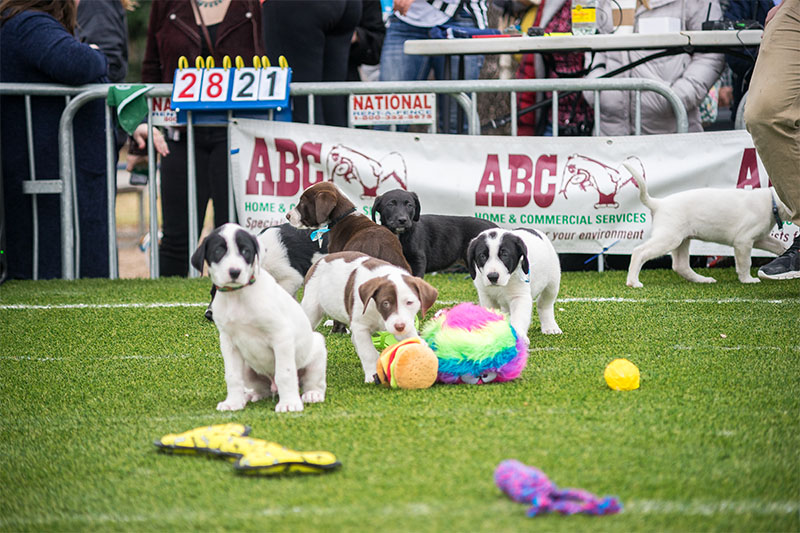 Yard Bar, Austin Pets Alive Puppy Bowl