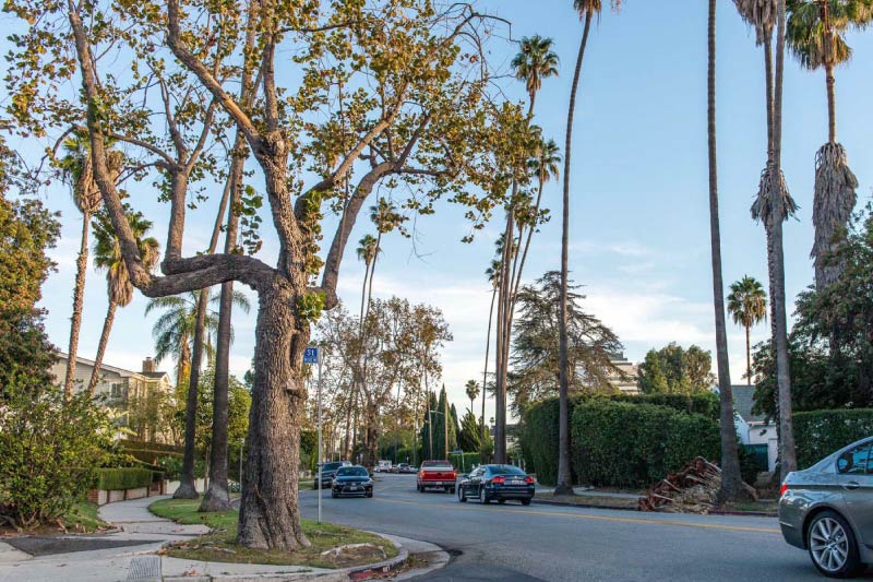 A residential street in Brentwood. 