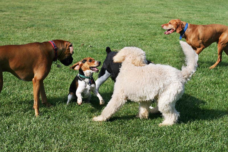 Dogs playing in a grassy area