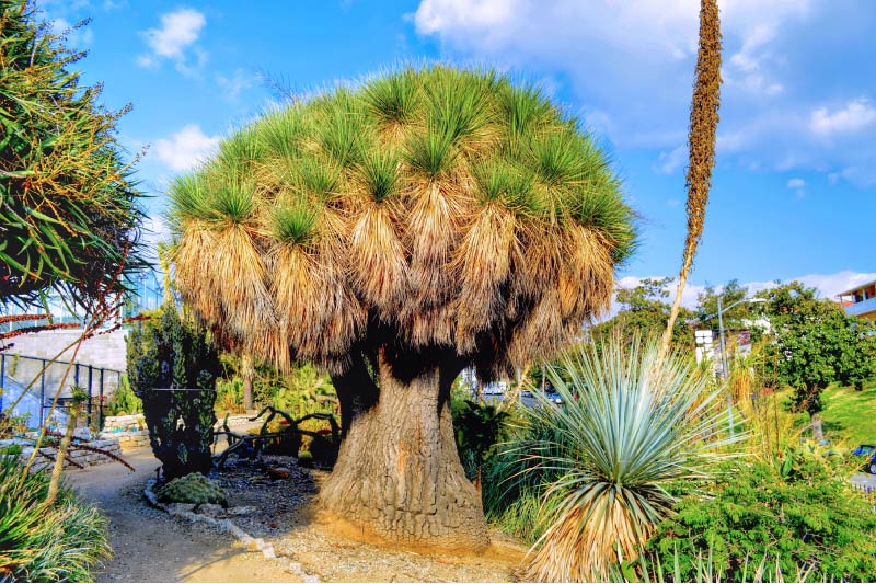 A tree in the UCLA Mildred E. Mathias Botanical Garden. 