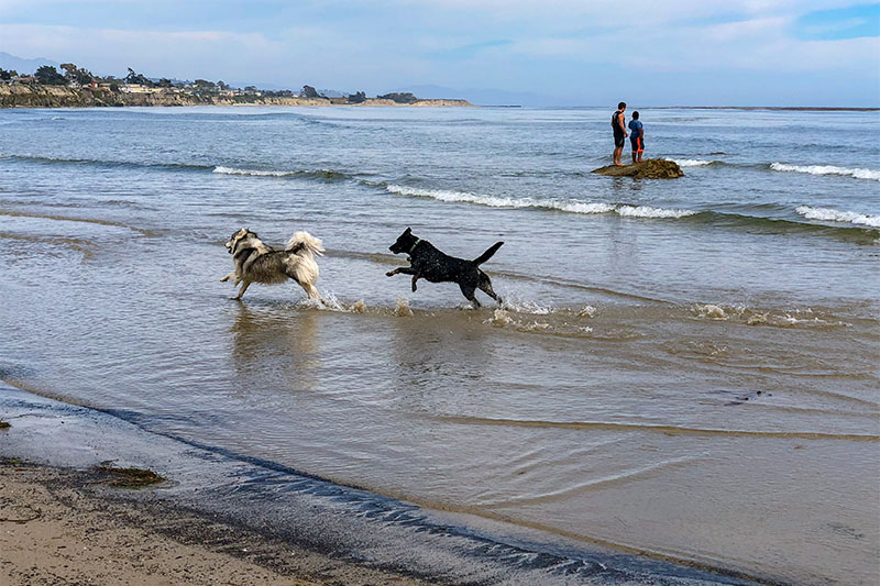 Dogs running on the beach, California