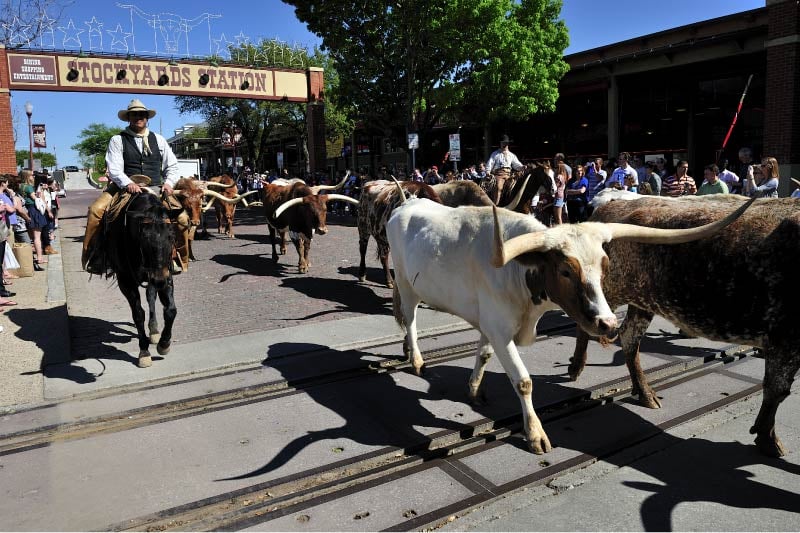 Longhorn cows being guided through the Stockyards of Fort Worth.