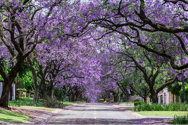 The Best Places In Southern California To See Jacaranda Trees In Bloom Neighborhoods Com