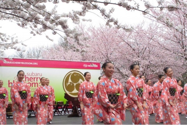 Nashville's history with cherry blossom trees - NASHtoday