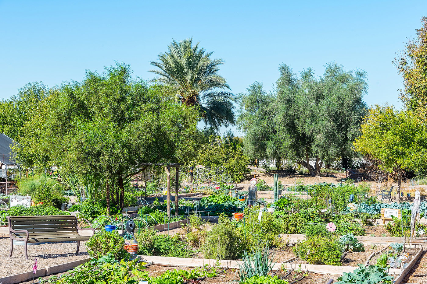 A community farm located in the master-planned community of Agritopia of Gilbert, AZ