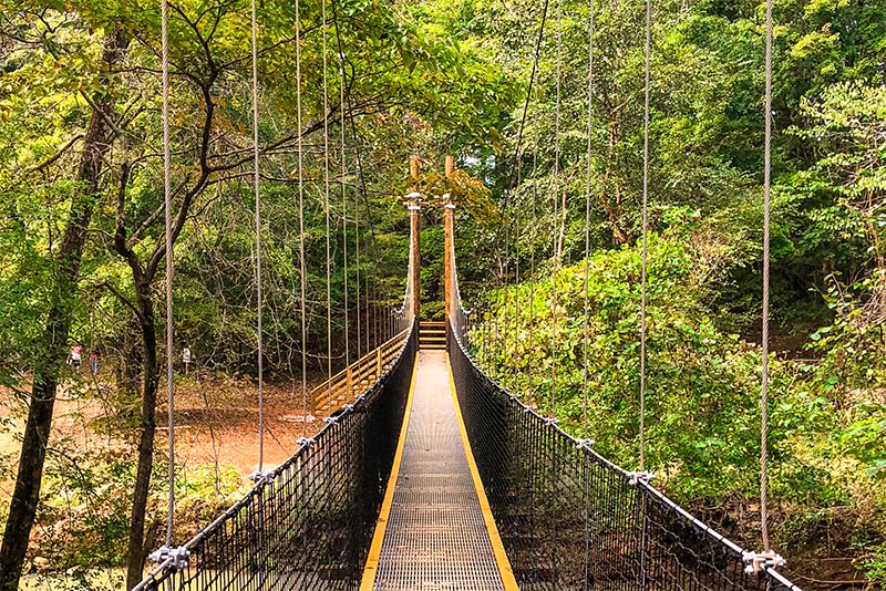 A wooden path hangs above a valley in the forest of Anne Springs Close in Charlotte