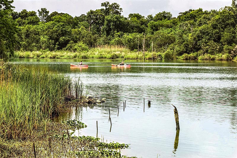 People kayaking in a bayou surrounded by reeds and greenery in Houston