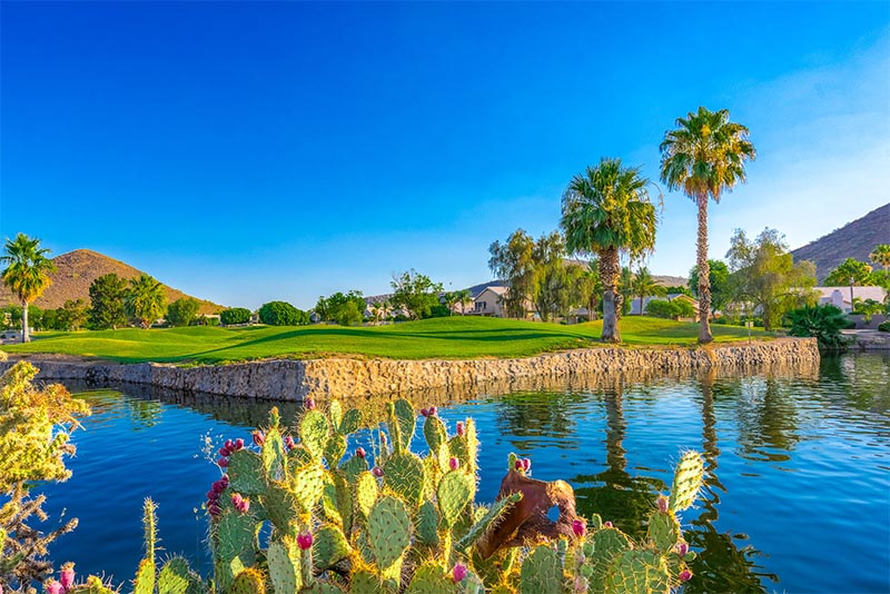 A pond and golf course with cacti in the Arrowhead Ranch MPC in Arizona