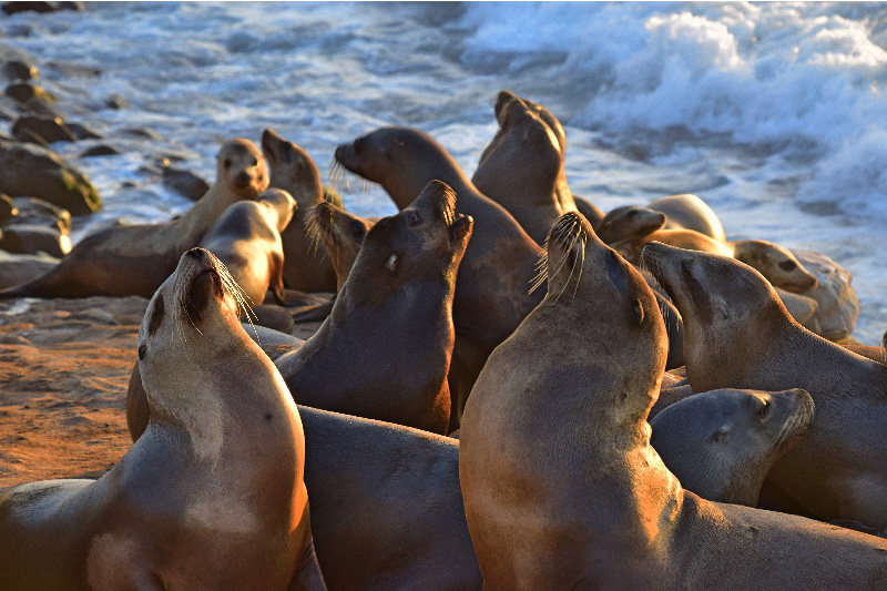 La Jolla