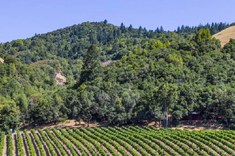 Farm lands beside the rolling hills in Santa Rosa, California