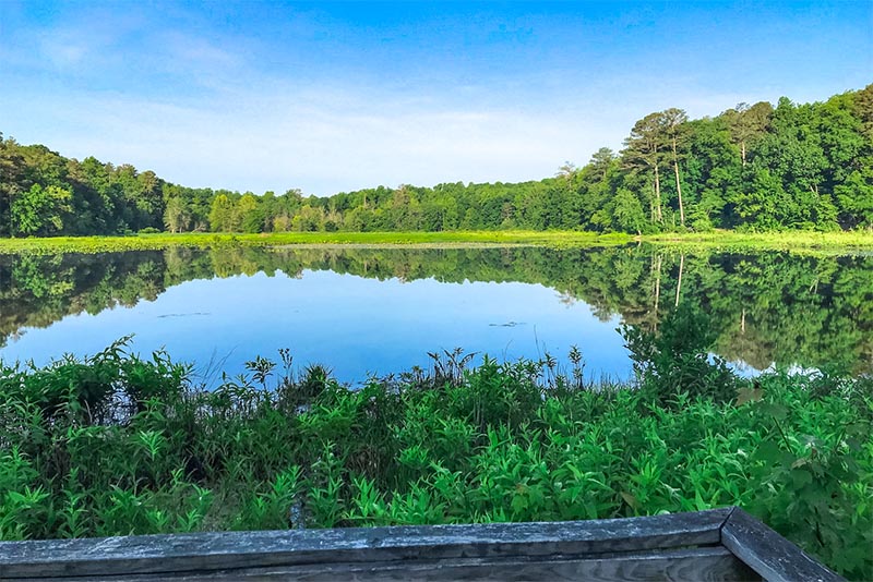 A view of an expansive blue lake with a row of green trees in the distance in Virginia