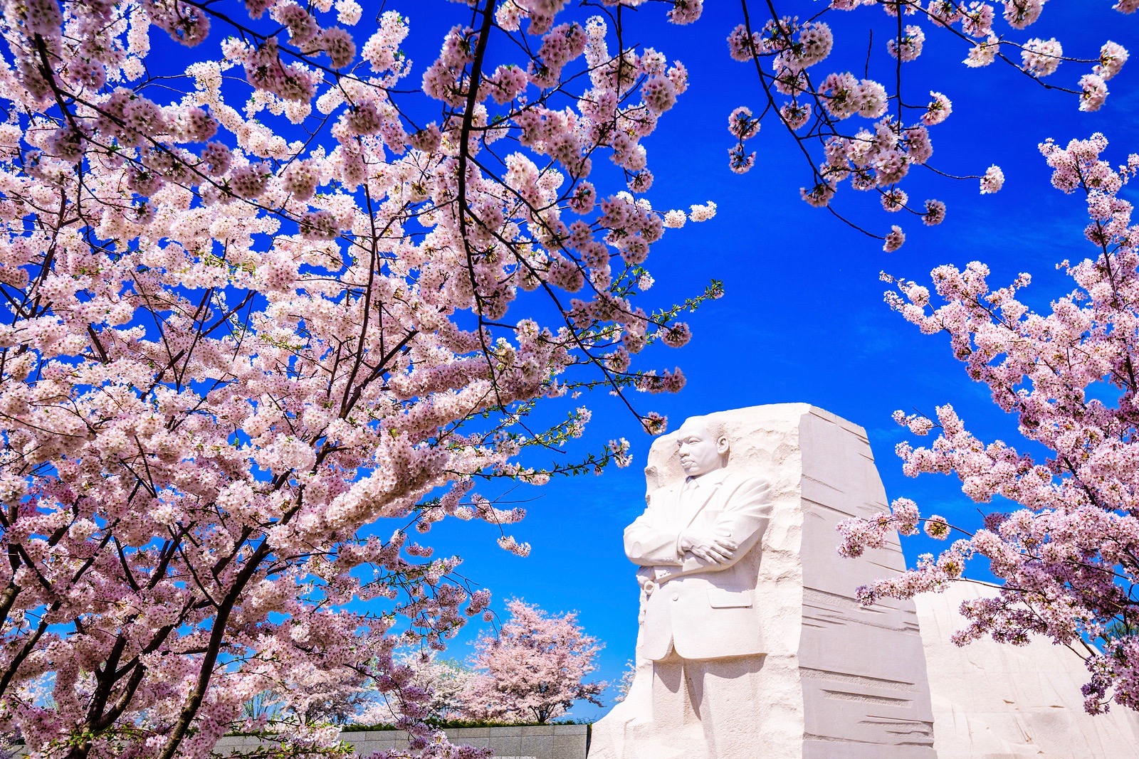 During National Cherry Blossom Festival Ronald Reagan Washington