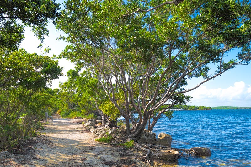 A gravel trail leads through trees at Biscayne National Park near Miami Florida