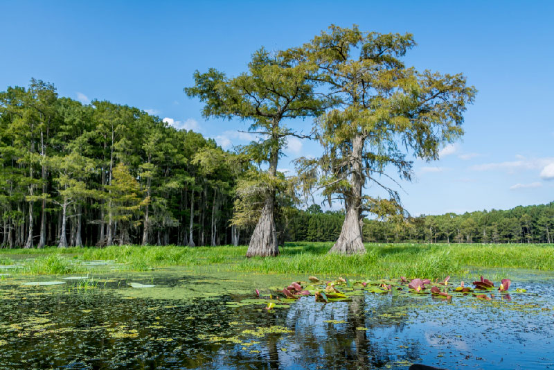Cypress trees and greenery in LAke Caddo in Karnack, Texas