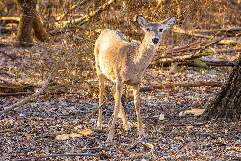 A deer standing in the middle of the forest floor in a Chicago forest preserve
