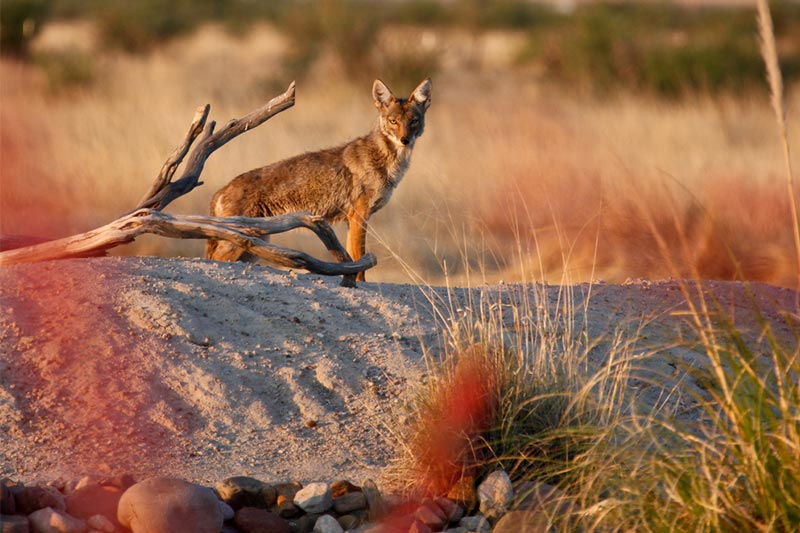 Tucson+Sees+Surge+in+Coyote+Sightings+Amidst+Urban+Development