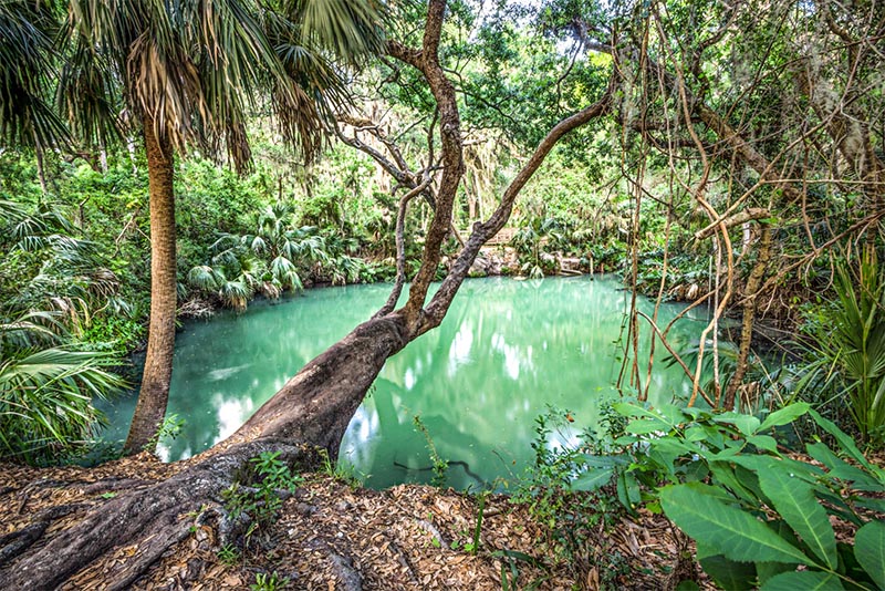 A wetland pond in Deltona Lakes Florida