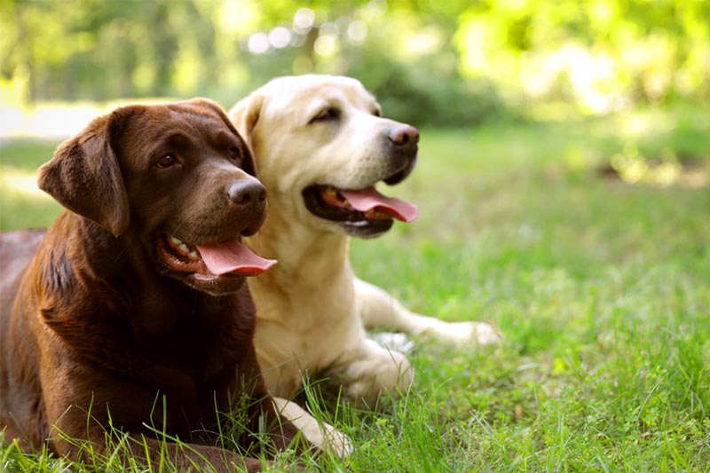 Two Labrador Retriever dogs on green grass in a dog park in the summer