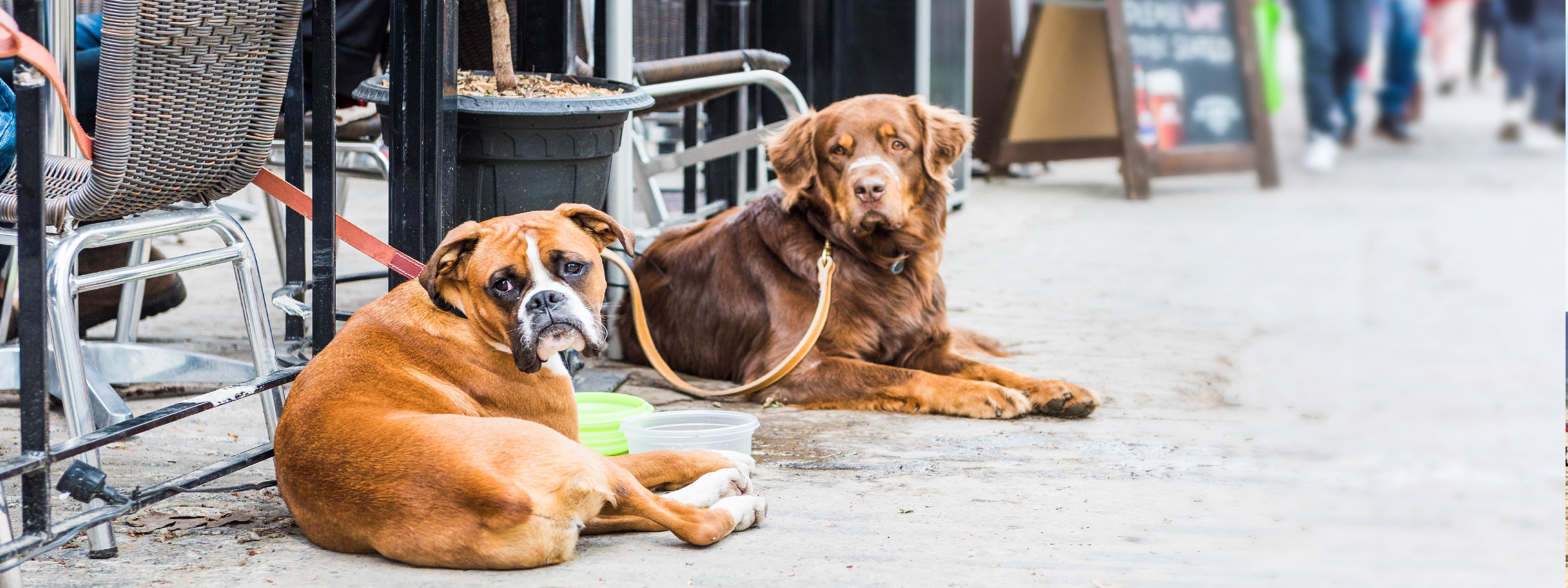 5 San Francisco Neighborhoods With DogFriendly Restaurants