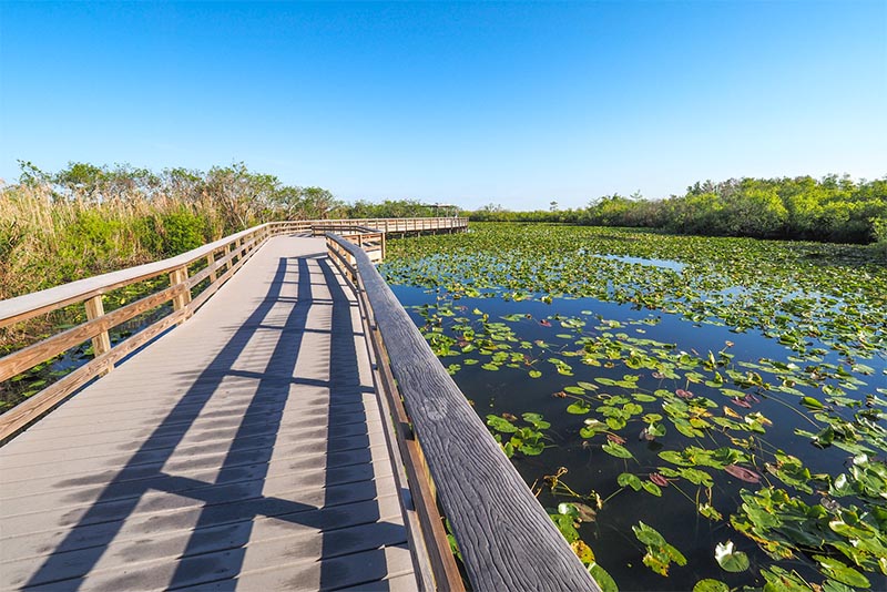 A bridge path circles through the Florida Everglades near Miami