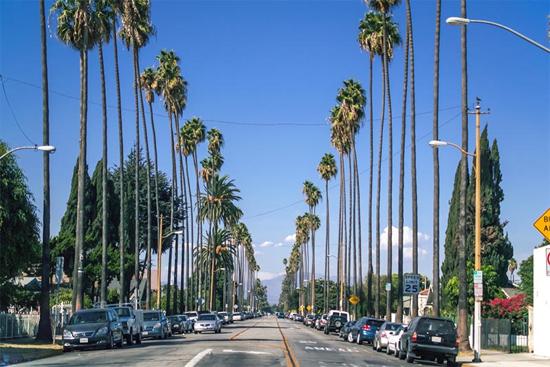 A palm-tree-lined street in the Florence neighborhood of Los Angeles