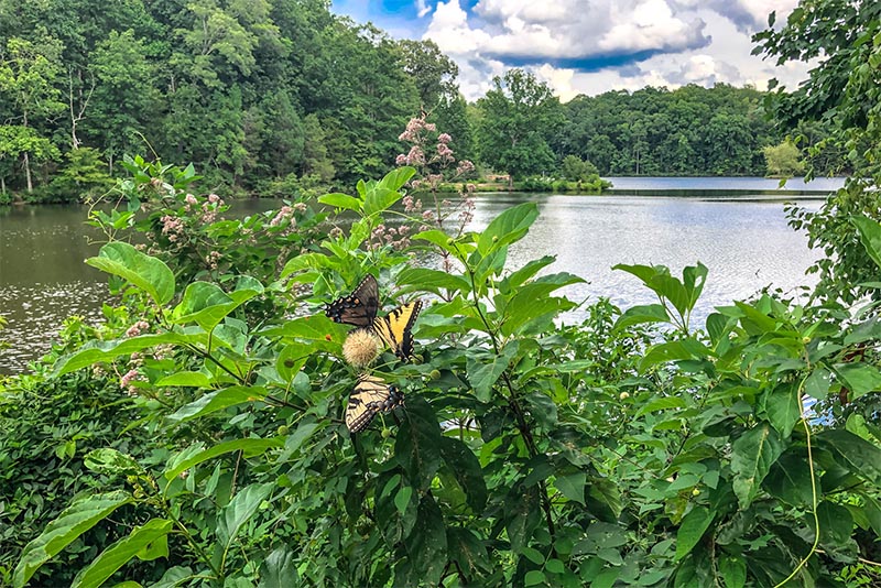 A butterfly resting on a flower in a bush, in the background there is a body of water and trees with blue sky