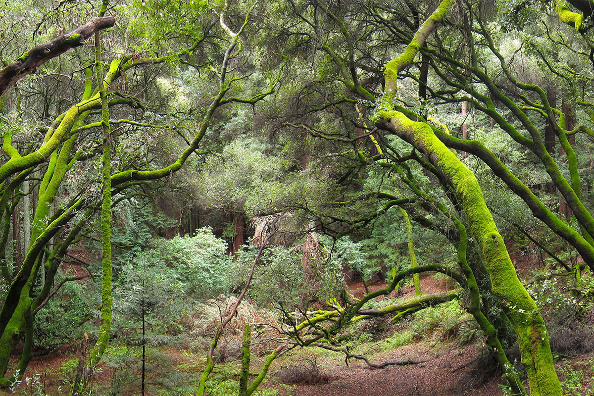 Redwood park Oakland California 