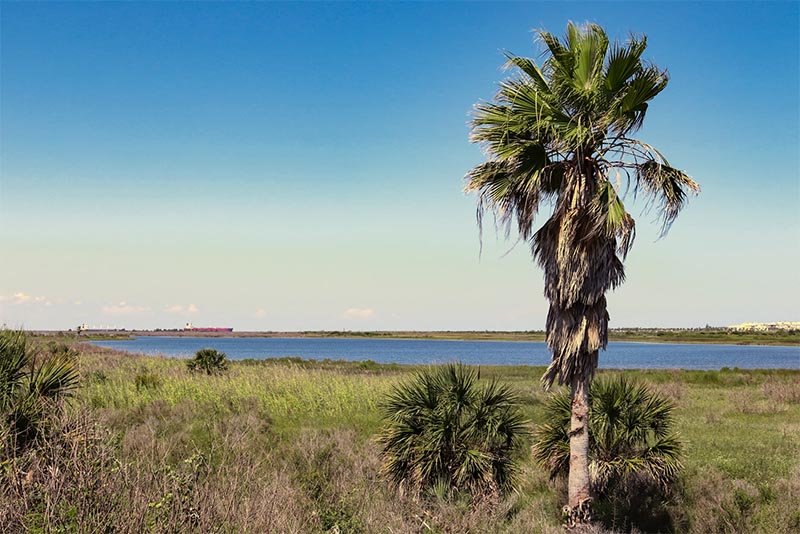 A single palm tree stands above prairie and the Gulf in Galveston