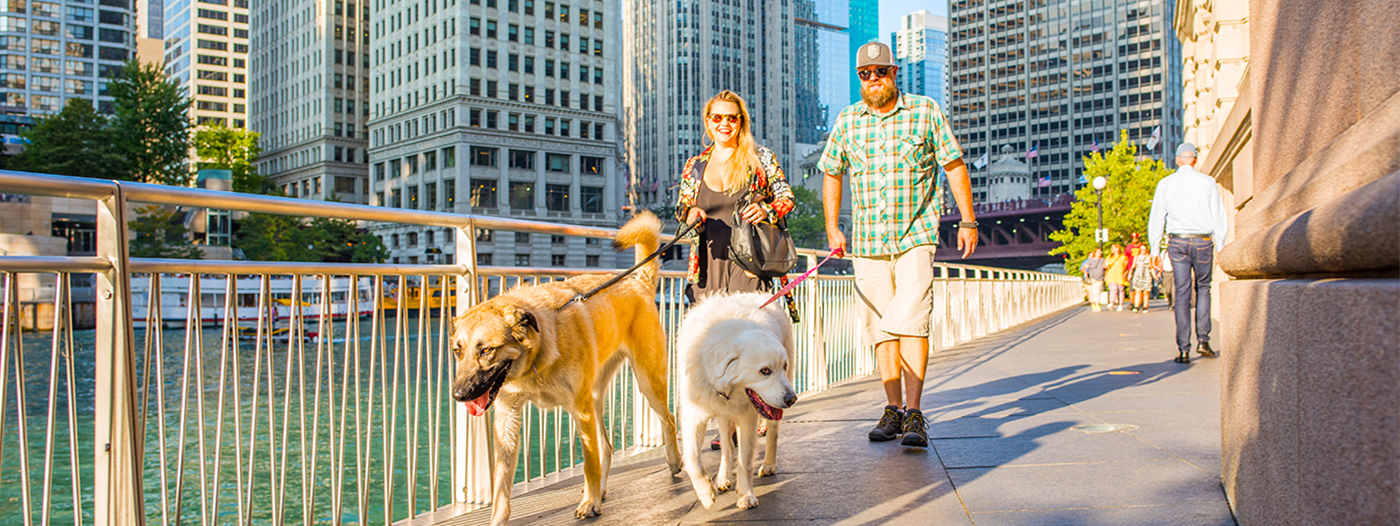 7 of the Most DogFriendly Neighborhoods in Chicago