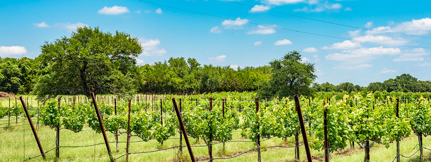 Where to Find the Wineries of DallasFort Worth