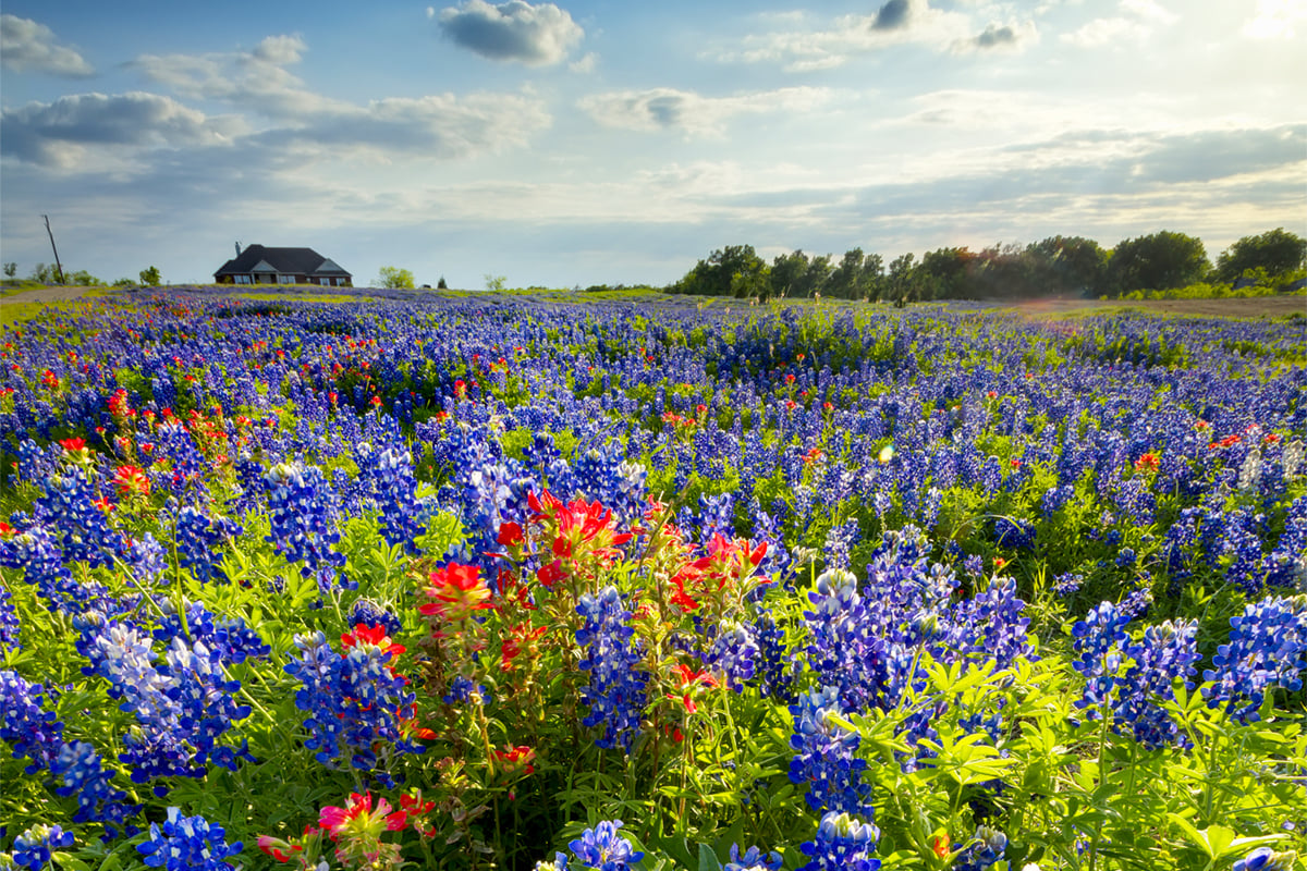 The Best Places To See Texas This Spring Neighborhoods