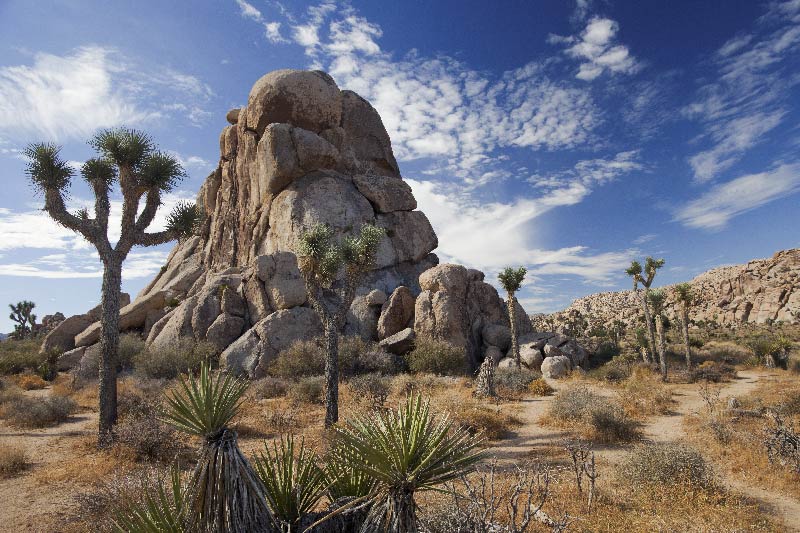 Joshua Tree National Park