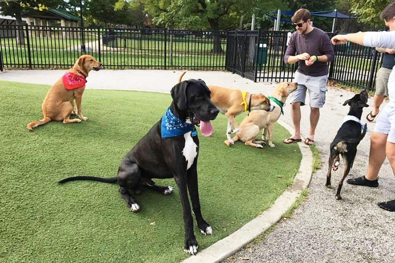 The 5 Most Dog-Friendly Neighborhoods in Baltimore ...