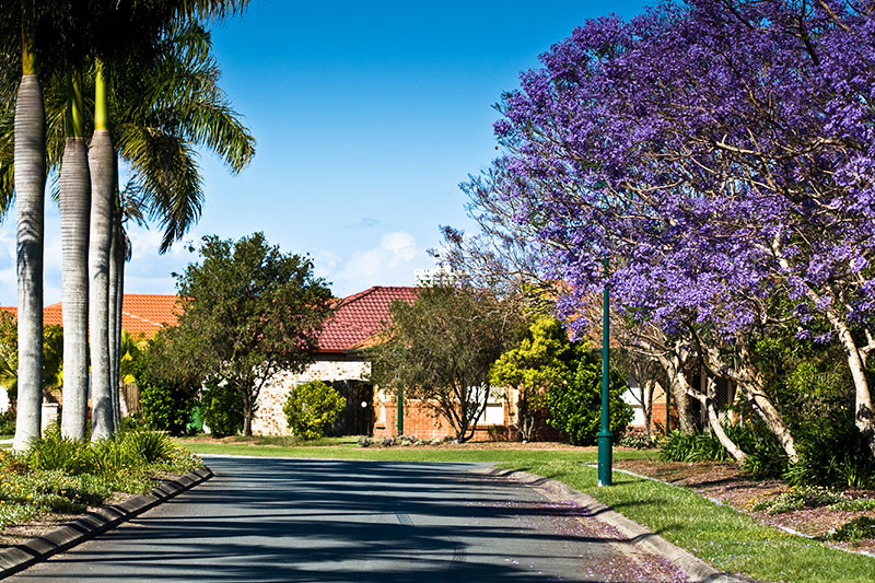 The Best Places In Southern California To See Jacaranda Trees In Bloom Neighborhoods Com Neighborhoods Com