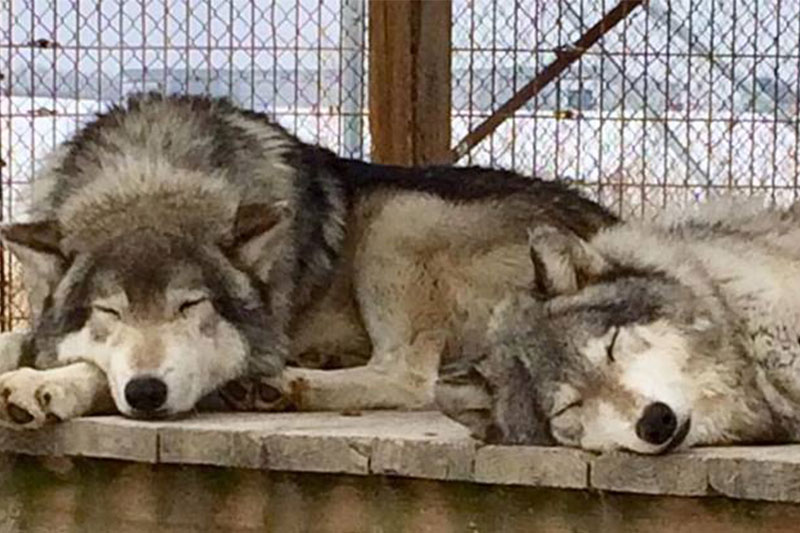 Wolves asleep at Big Run Wolf Ranch in Lockport, Illinois