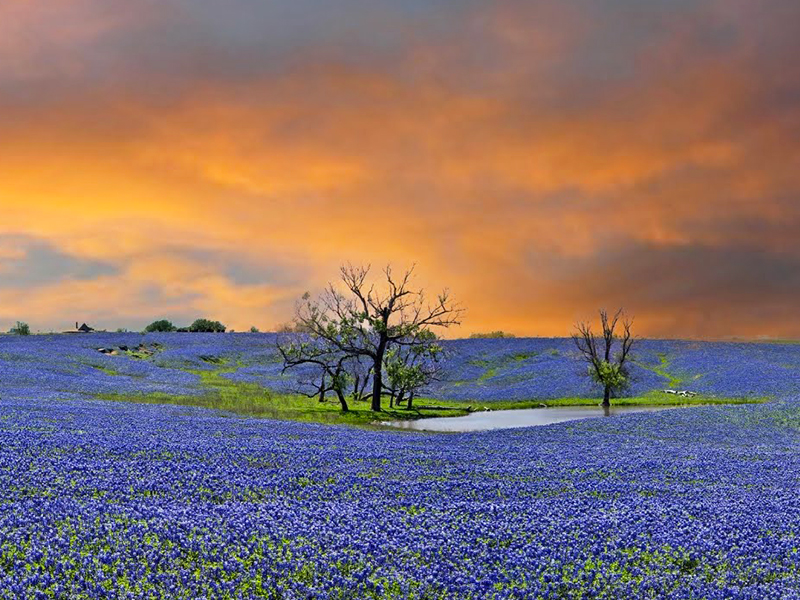 The Best Places To See Texas This Spring Neighborhoods