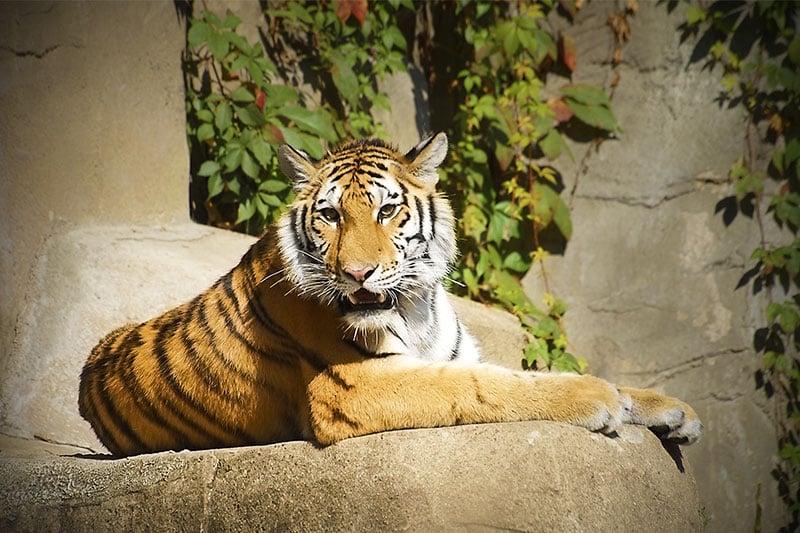 A tiger in its enclosure at Brookfield Zoo in Brookfield, Illinois