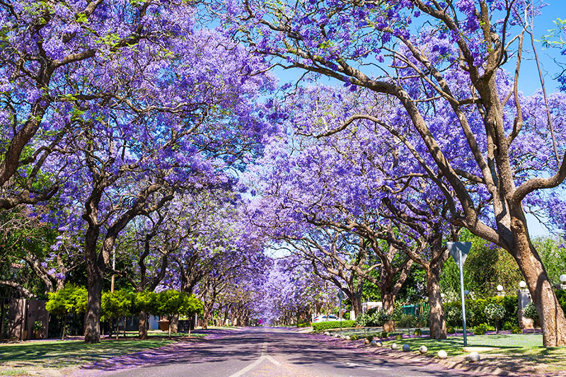 jacaranda tree near me