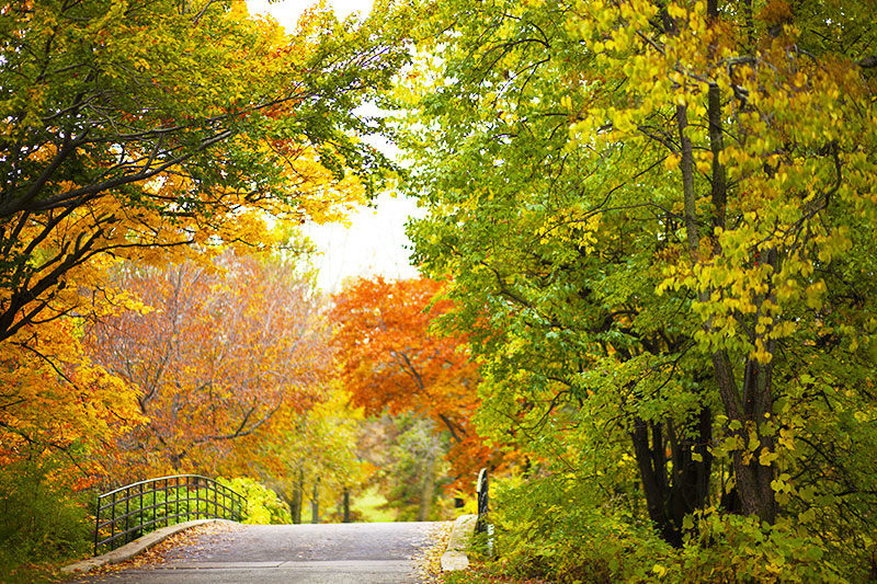 See The Changing Colors Of Fall In These 6 Chicago Suburbs ...
