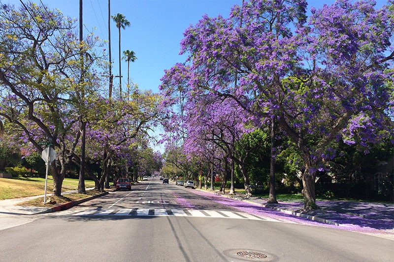 The Best Places In Southern California To See Jacaranda Trees In Bloom Neighborhoods Com Neighborhoods Com