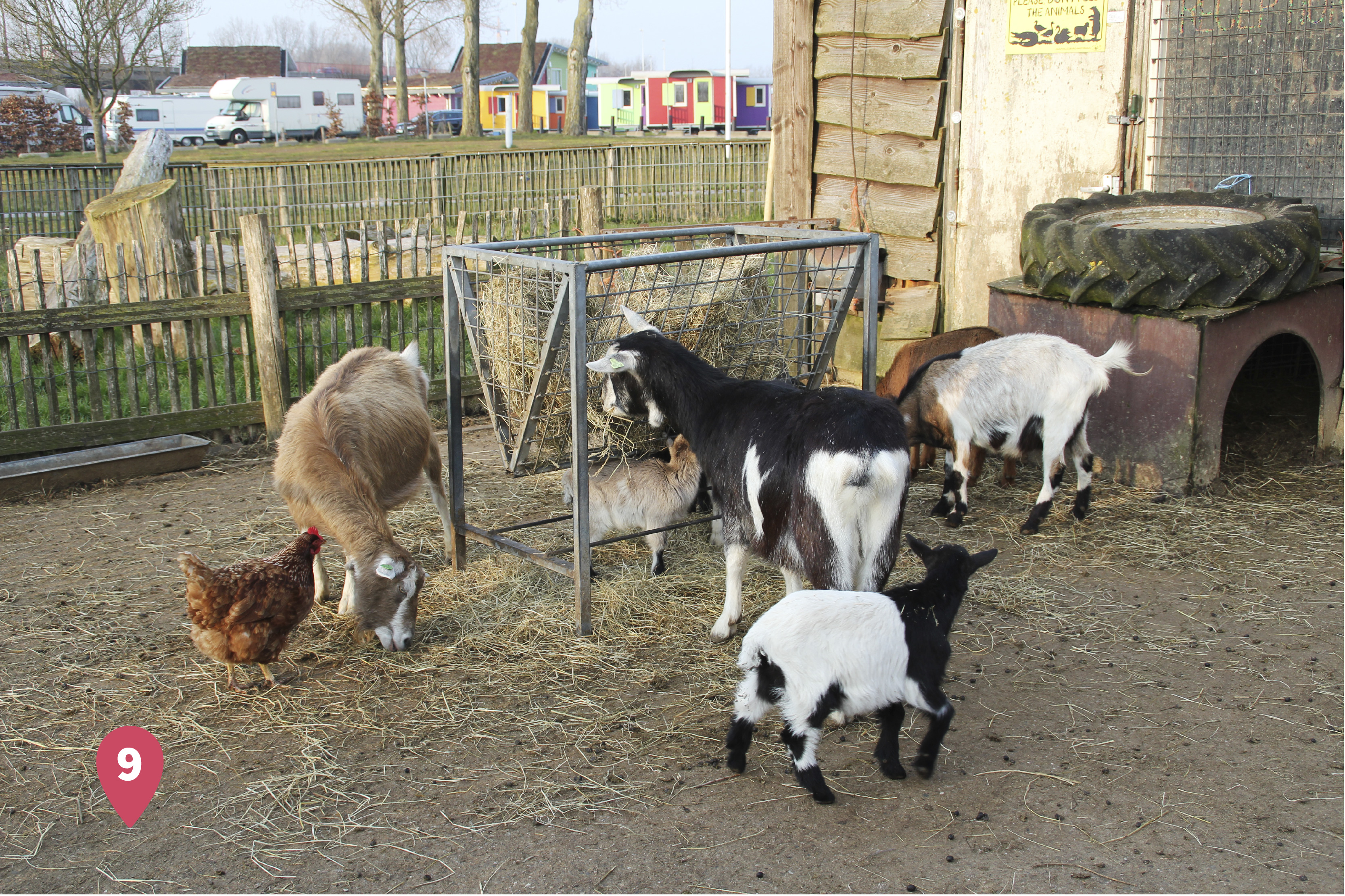 Fritz Park Petting Farm is free and sponsored by Irving.