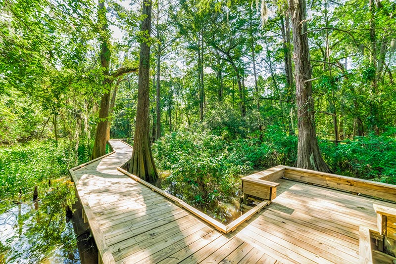 A wooden pier walkway spans through a forest and on top of marsh in Houston