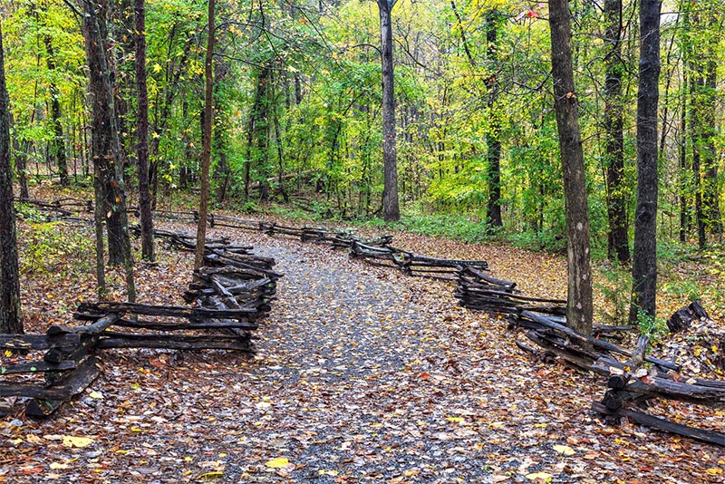 A large trail winds up a hill covered in orange leaves with a wooden barrier