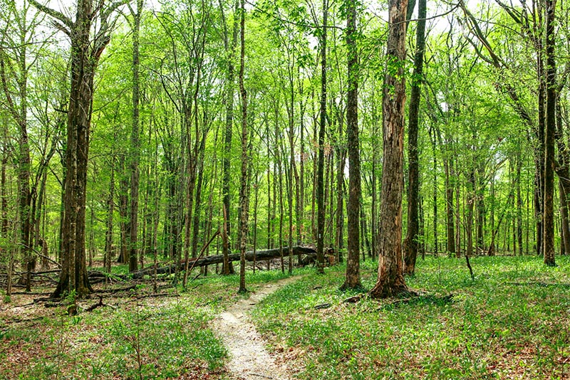 A hiking trail runs through dense forest and trees